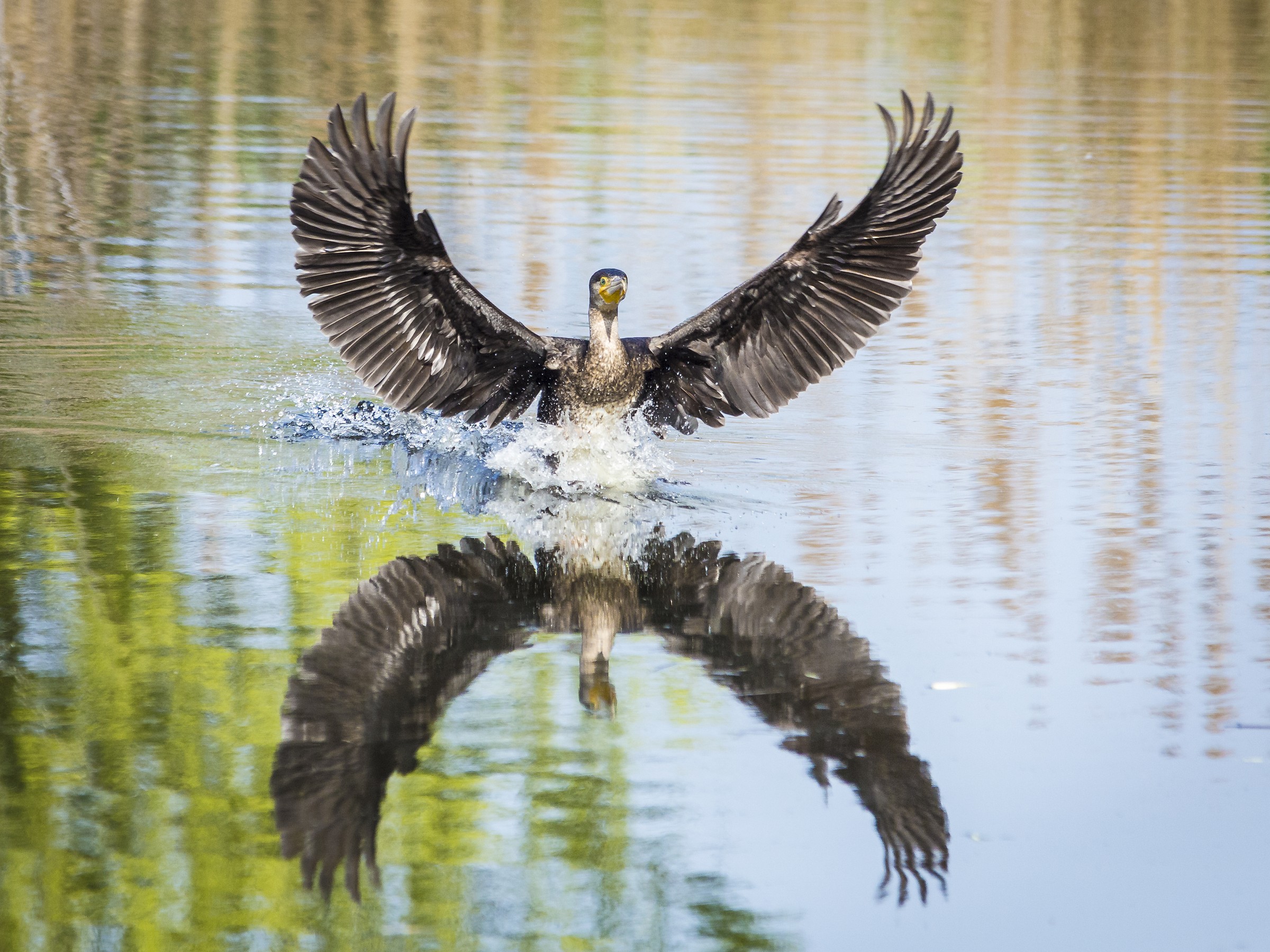 l'arrivo del cormorano...