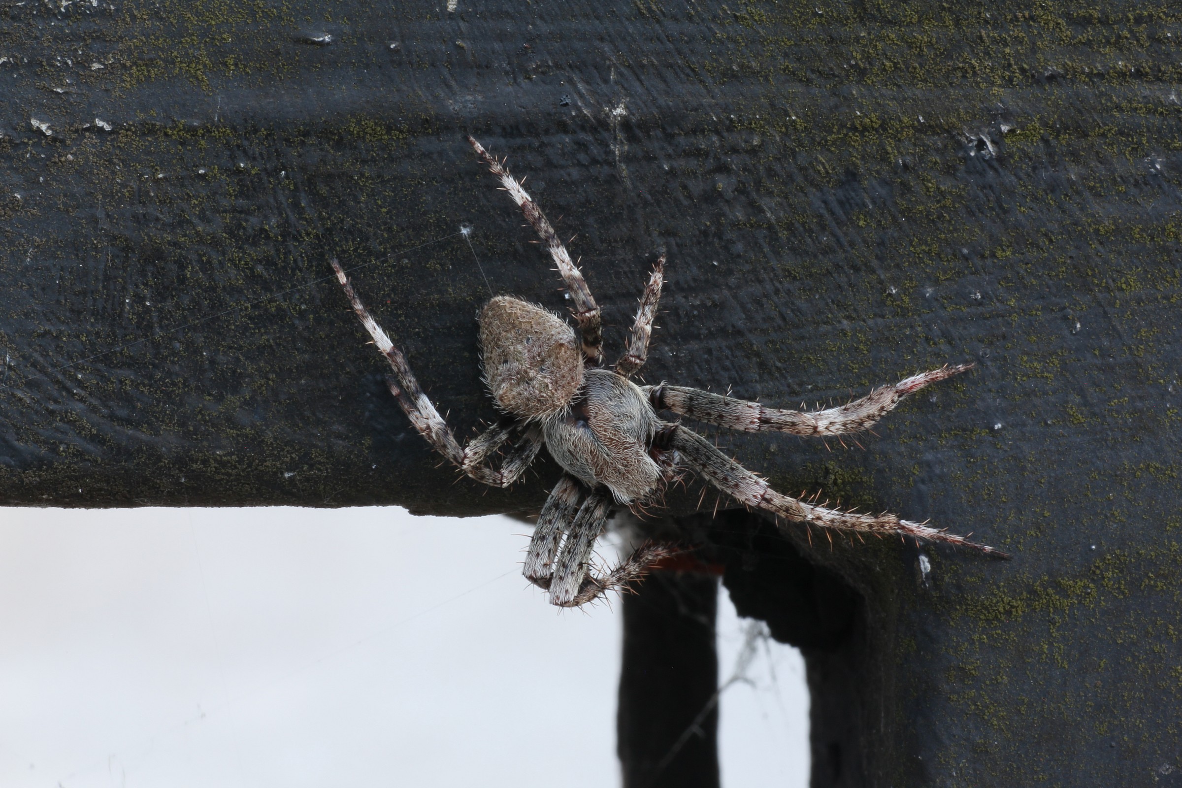 Spider ......