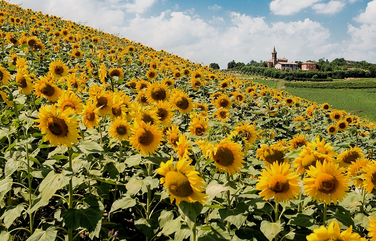 Sunflowers Val Samoggia...