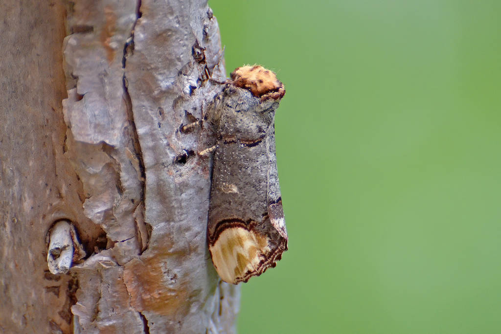 Butterfly camouflage...