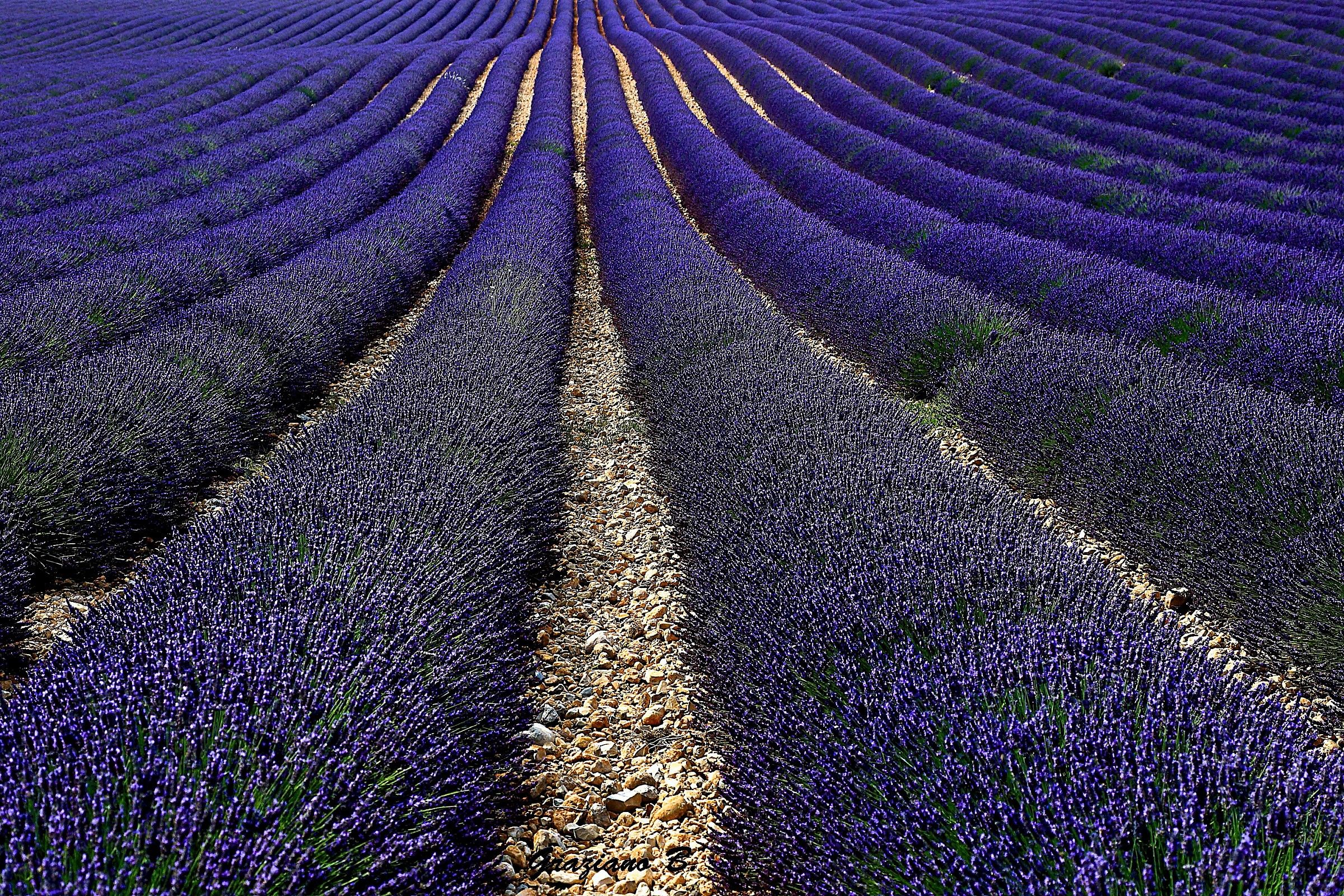 Provence lavender (BR.)...