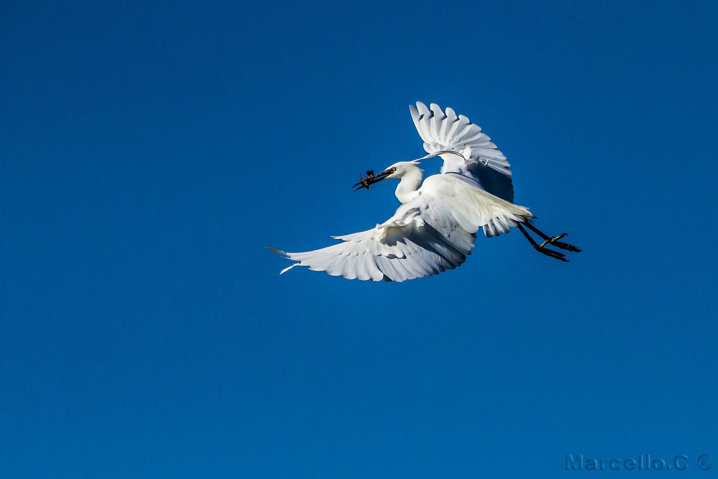Egret Egret Egret in flight with prey...
