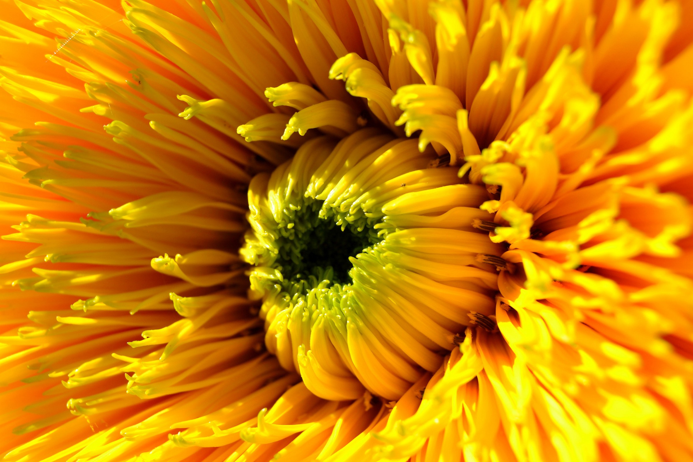 Heart of sunflower...