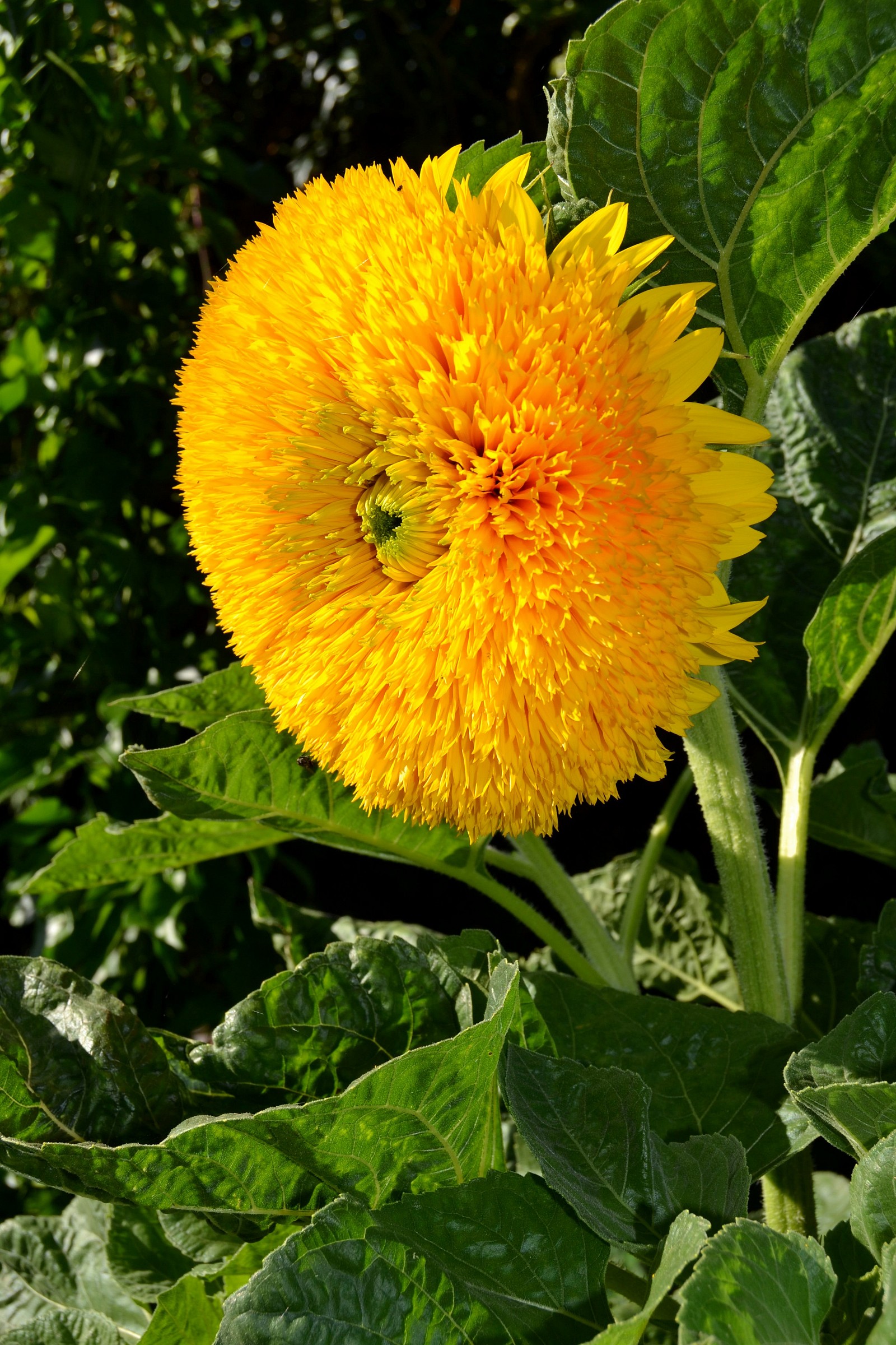 Sunflower double...