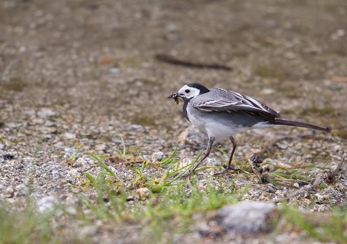 White Wagtail ready for the cue...