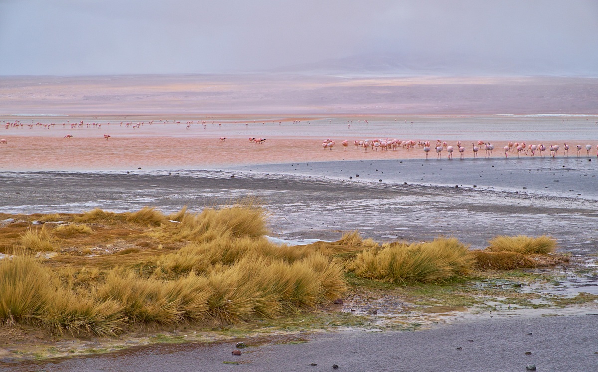 Laguna Colorada...