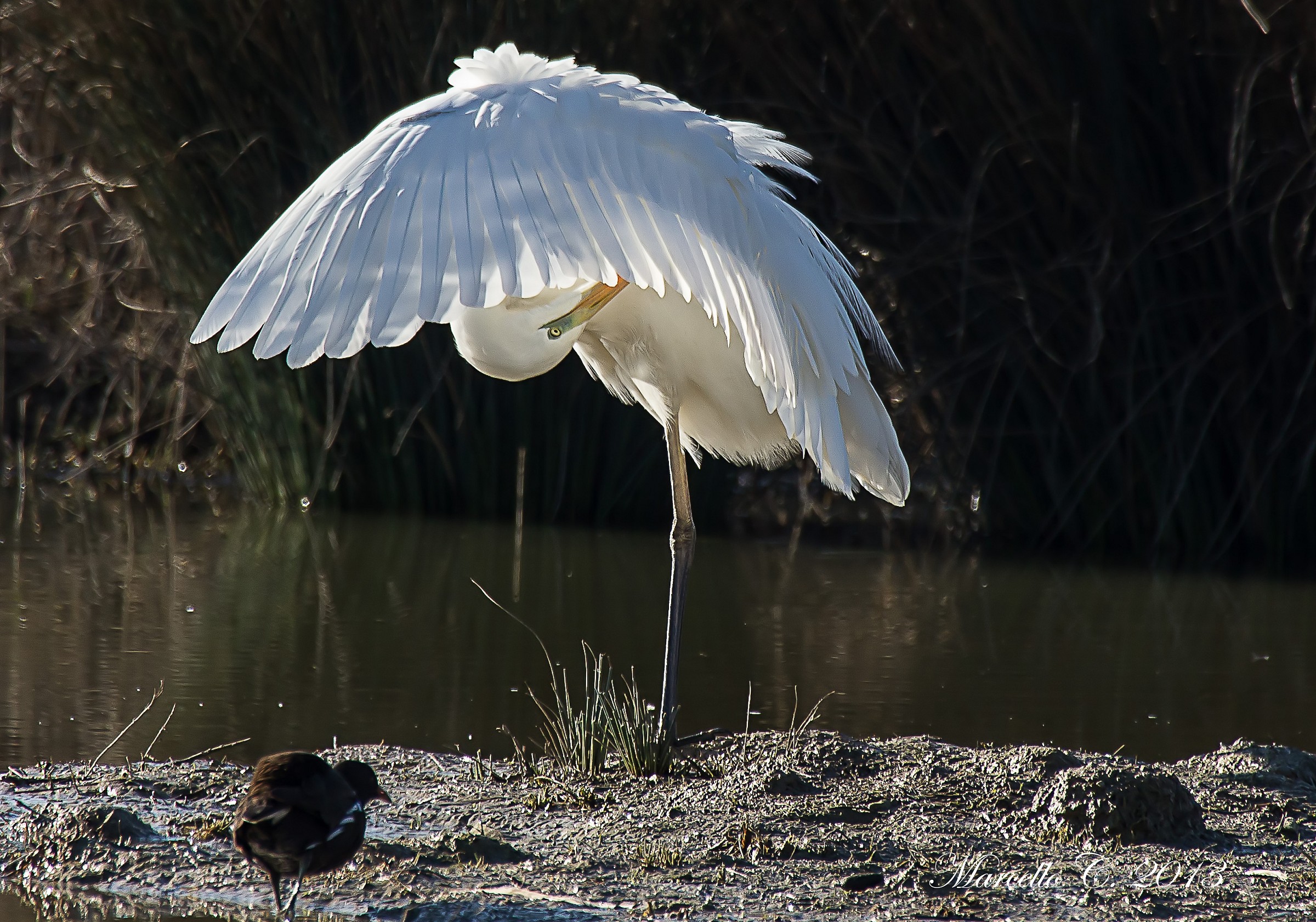 Ardea alba Great Egret...