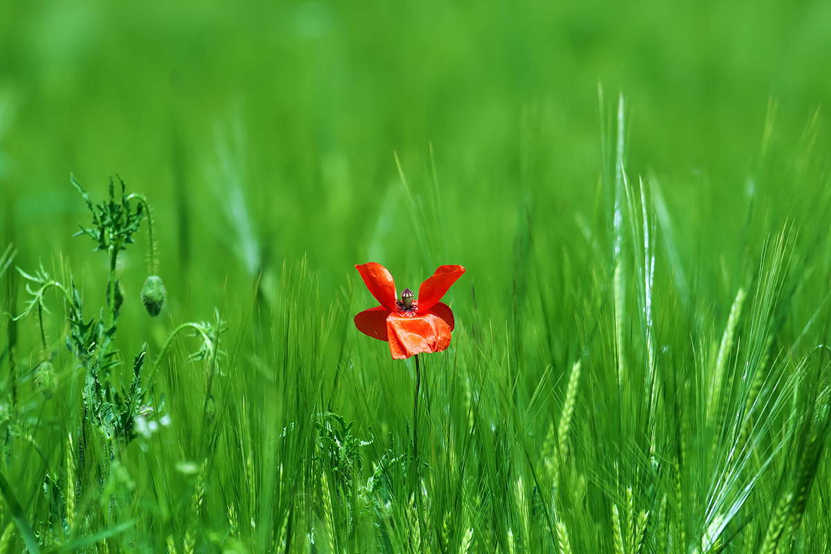 Rosso in un mare di verde...