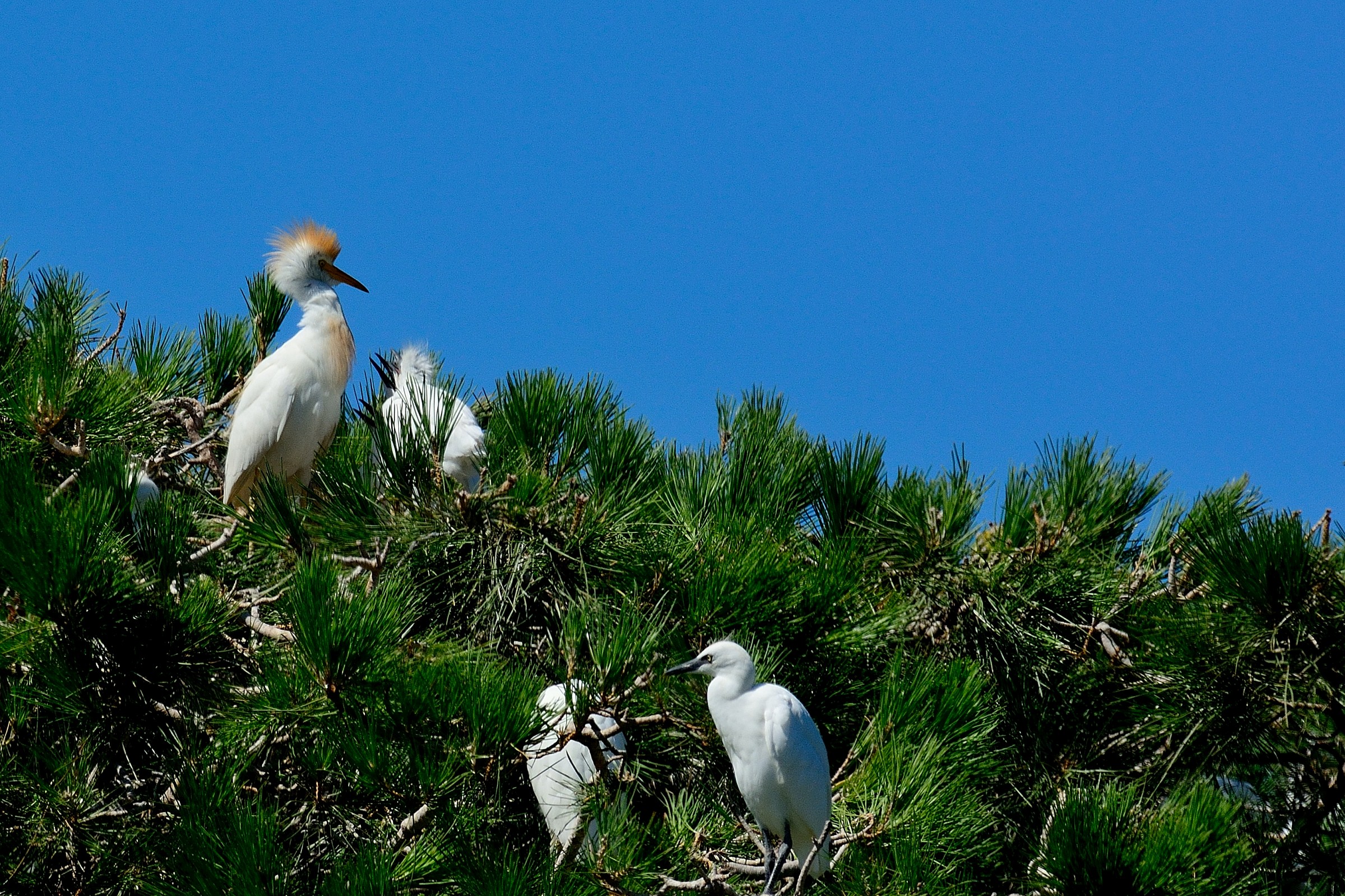 Herons and Egrets pullo...