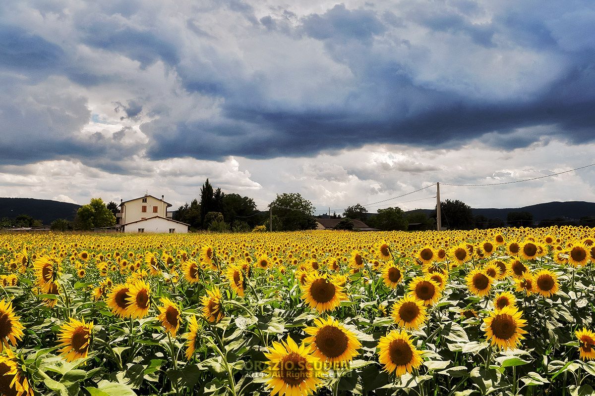 Feel like Sunflowers 2...