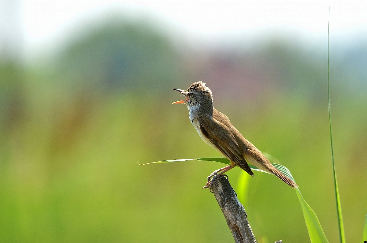 the shriek of the great reed warbler...