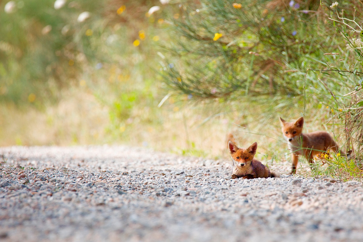 Foxes in Val D'Orcia...