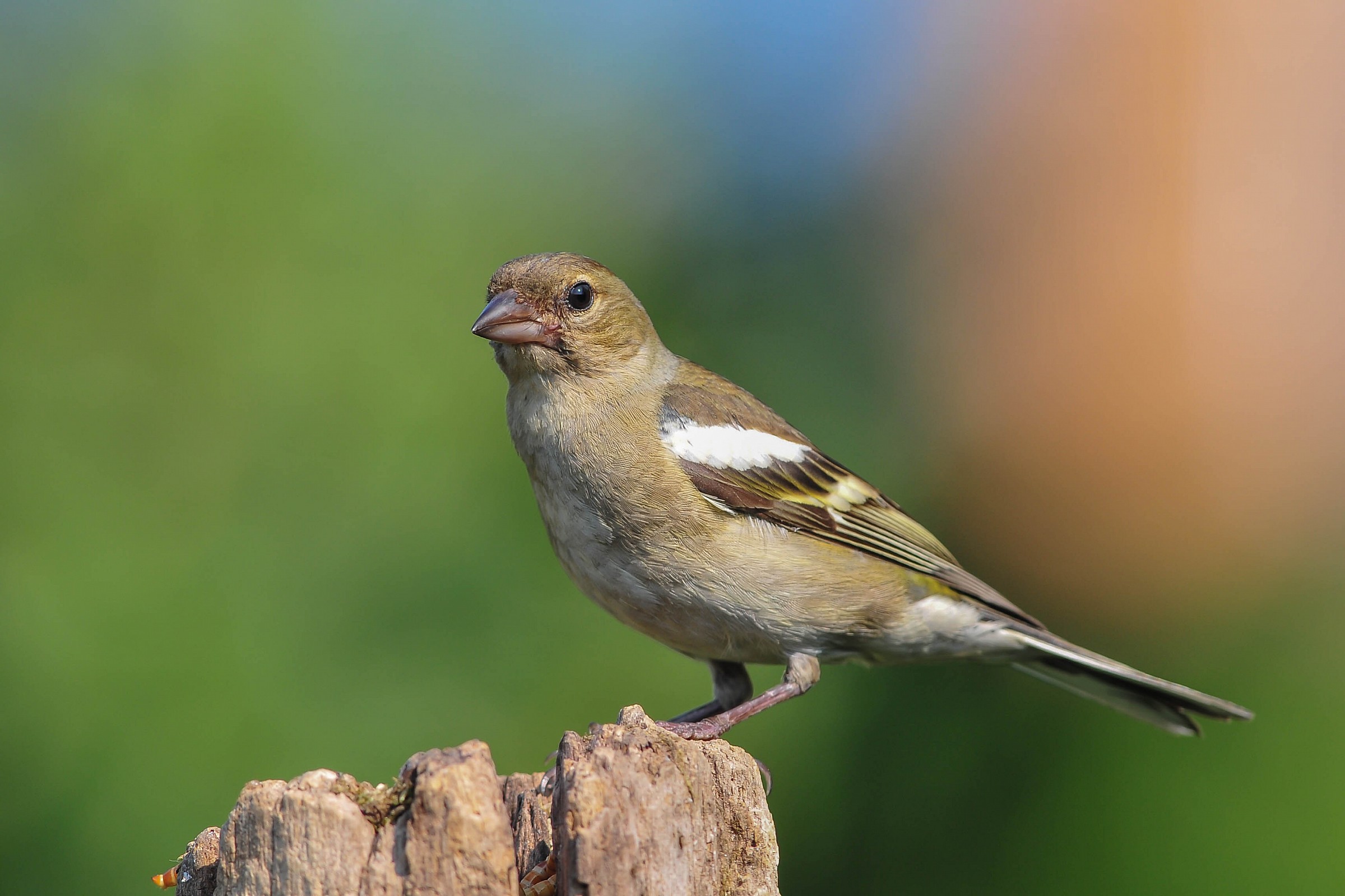 Chaffinch (F)...