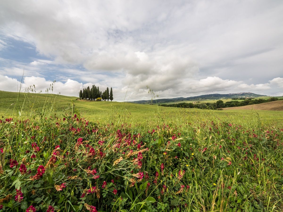 Guardando verso Montalcino...