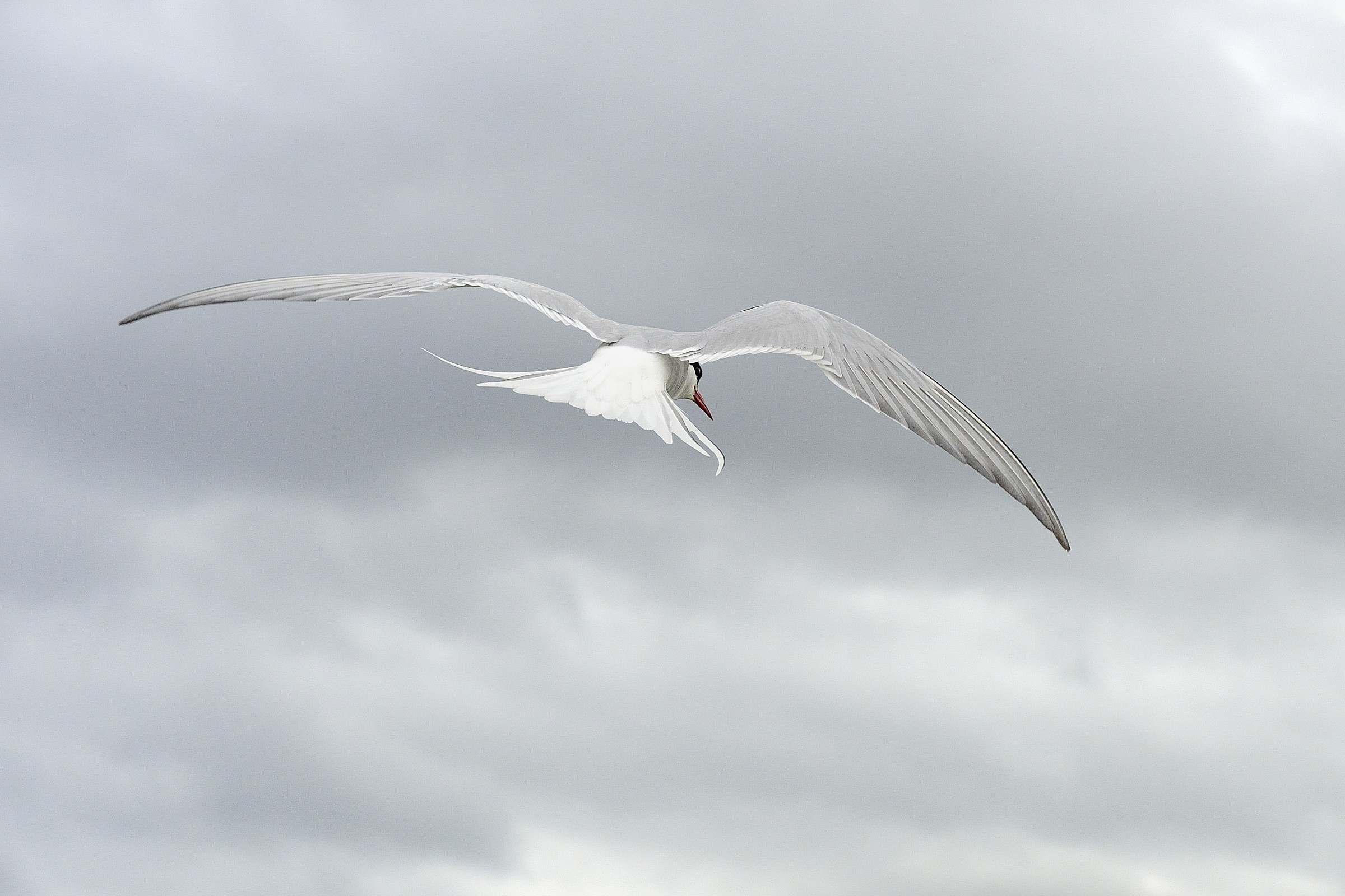 Arctic Tern...