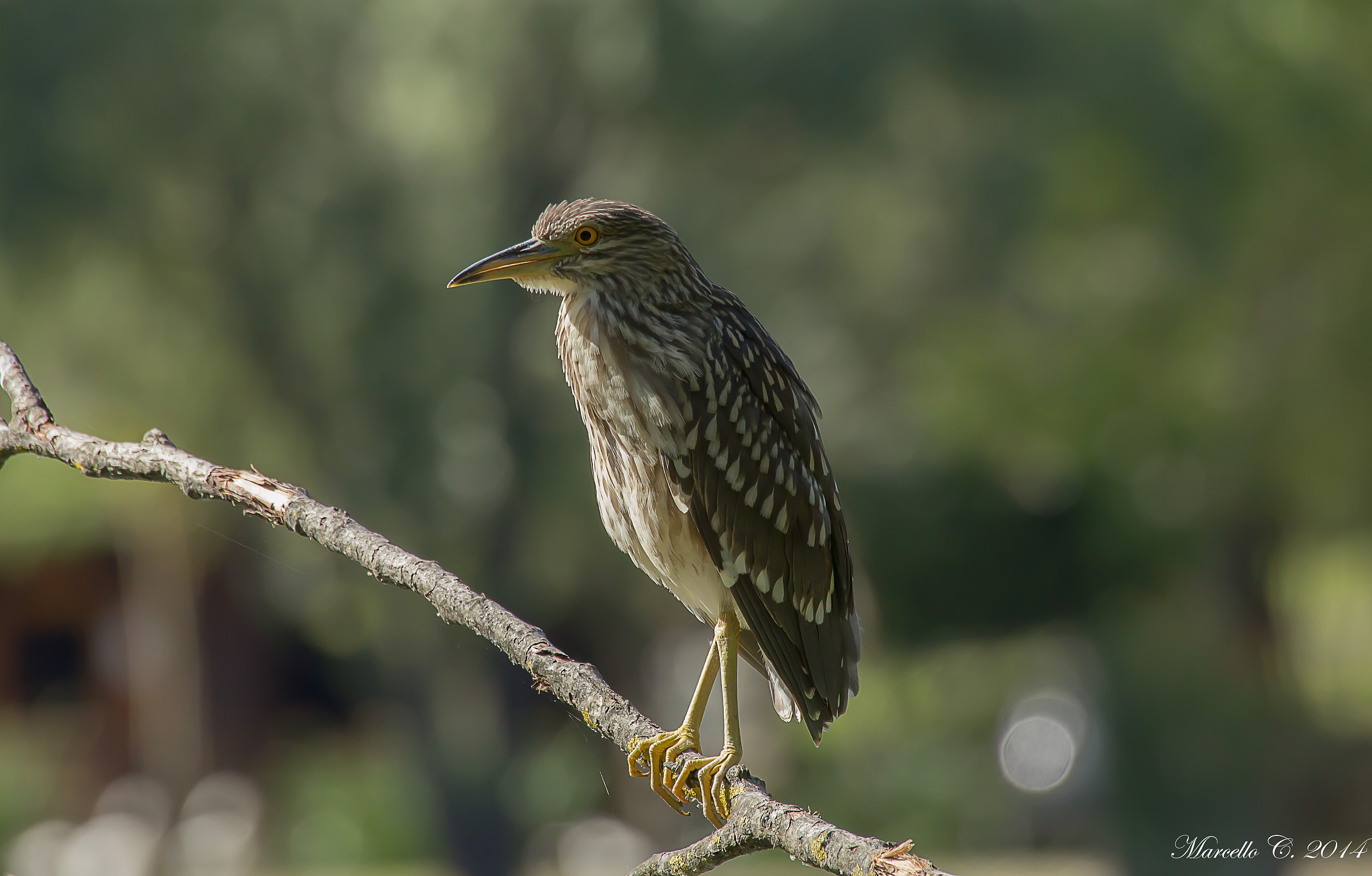 Young Night Heron Nycticorax nycticorax...