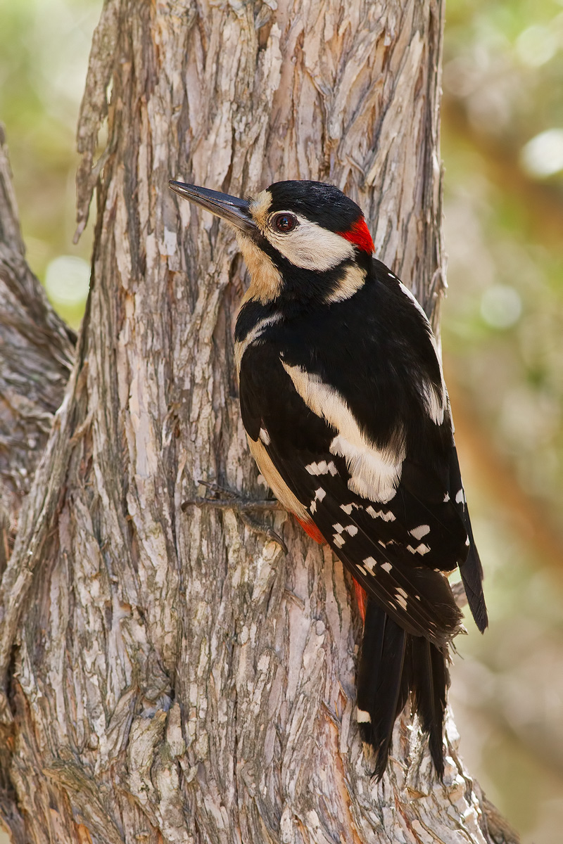 Woodpecker male...