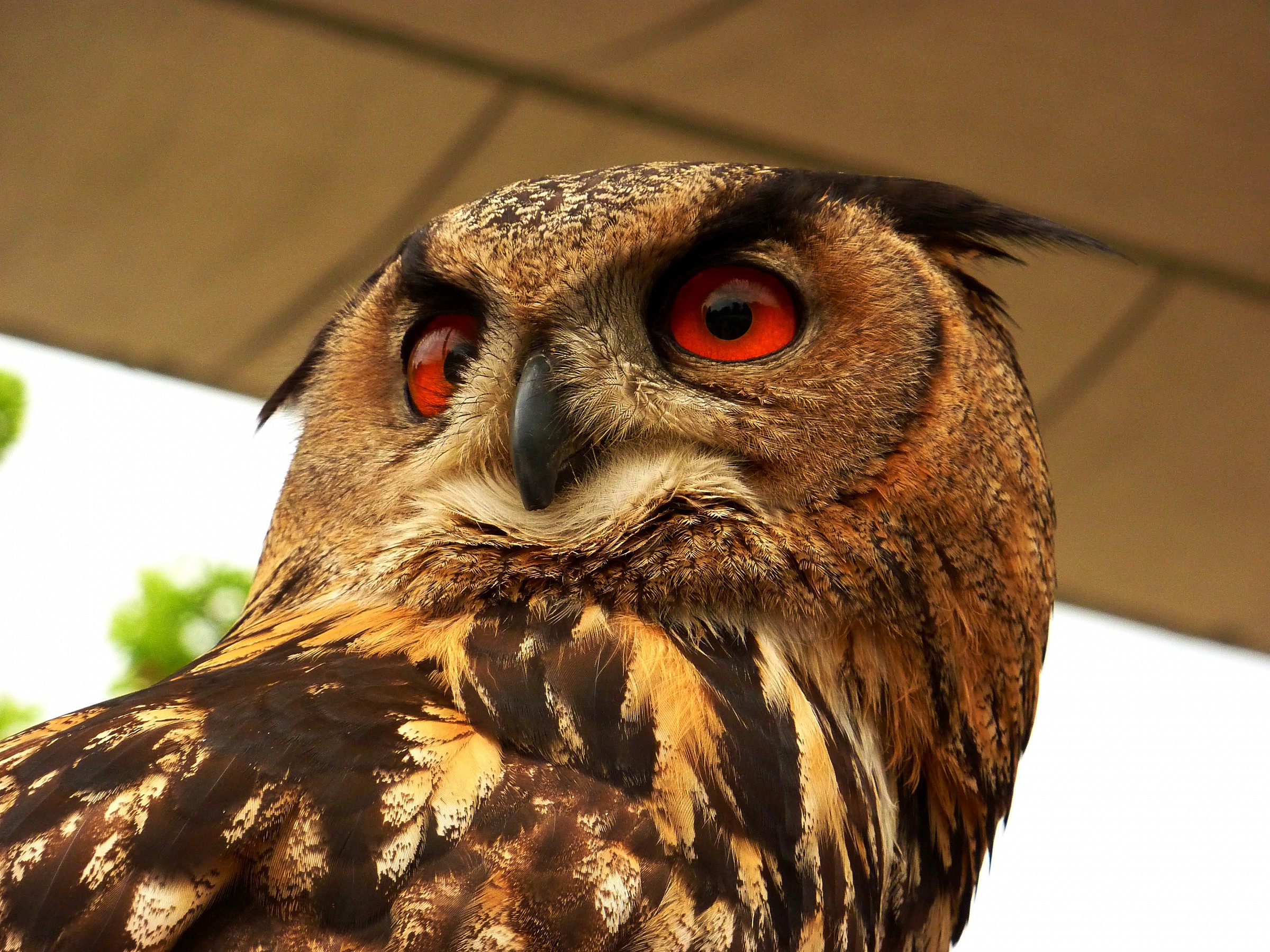 Eagle Owl...