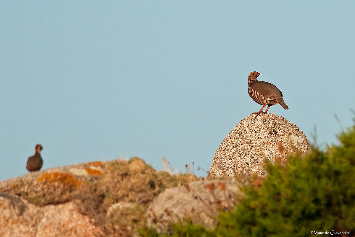 Sardinian partridge with young...