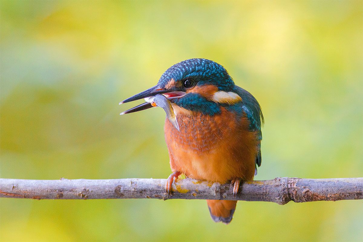 Kingfisher...