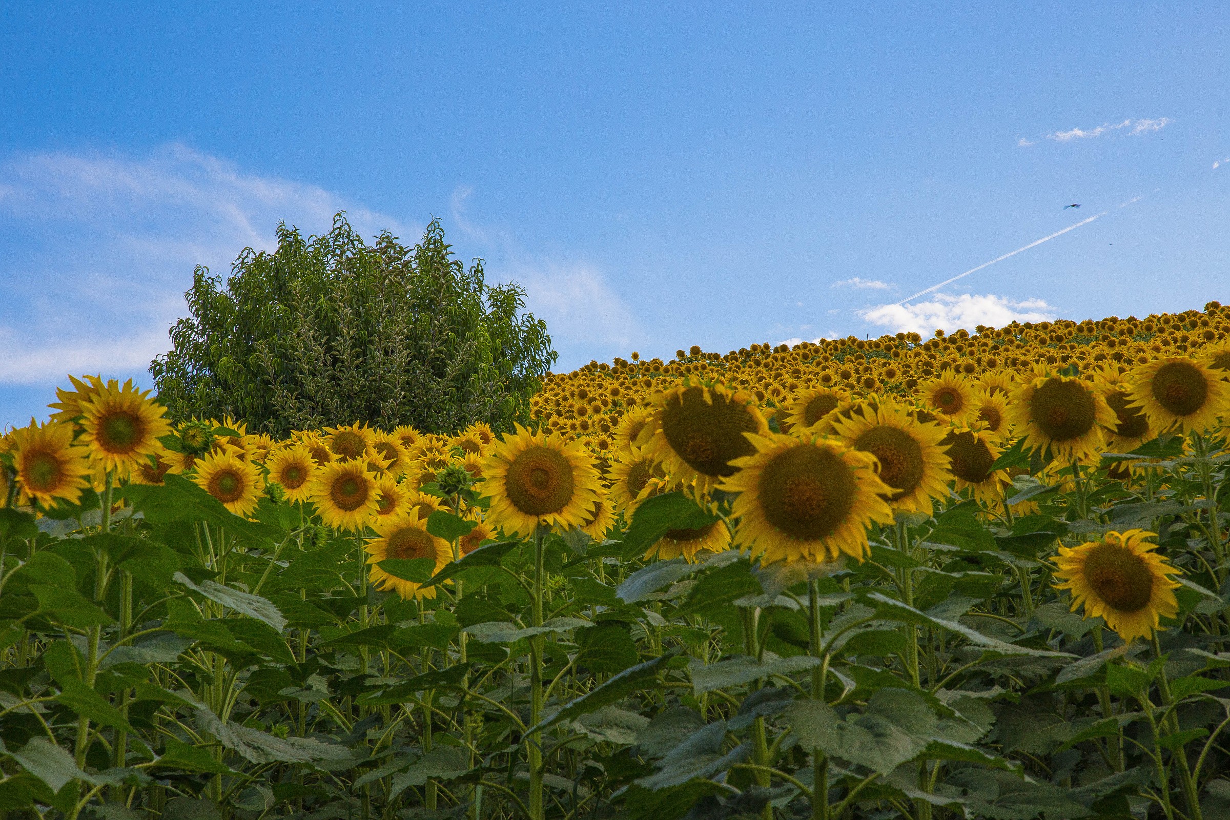 Sunflowers 4...