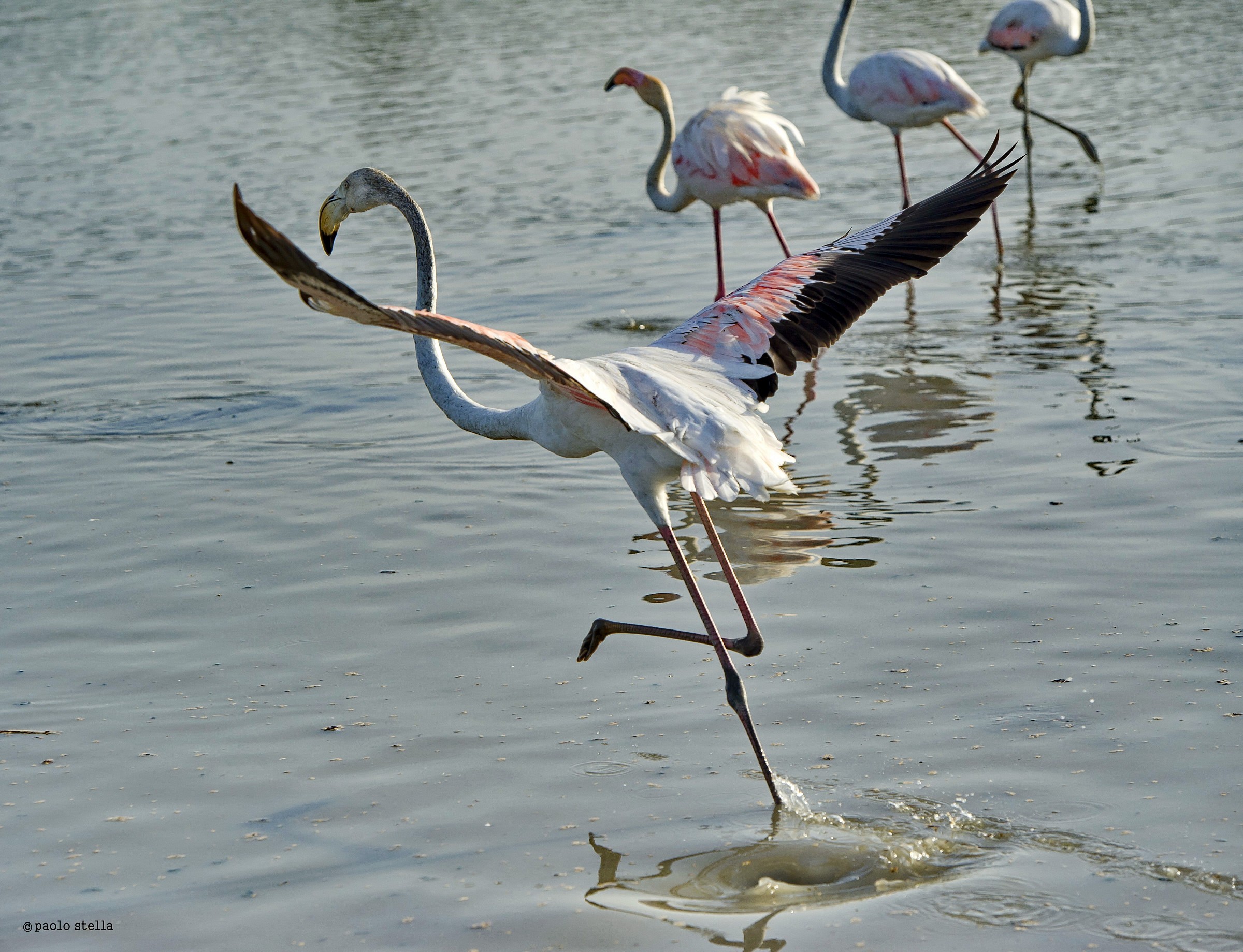 take-off - pink flamingo...