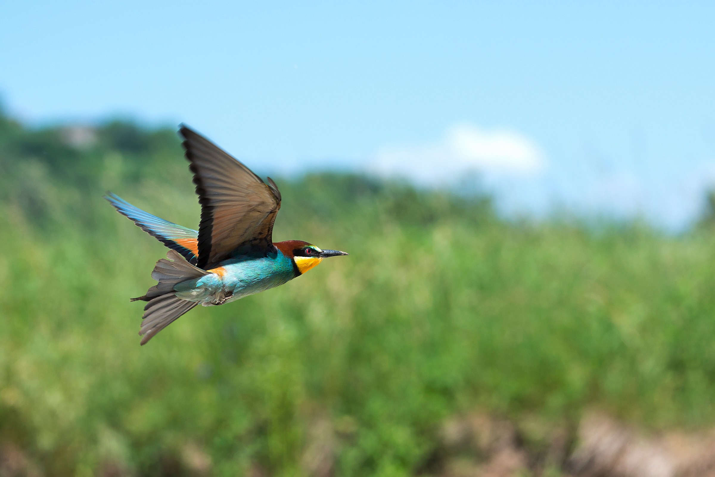 Bee-Eater...