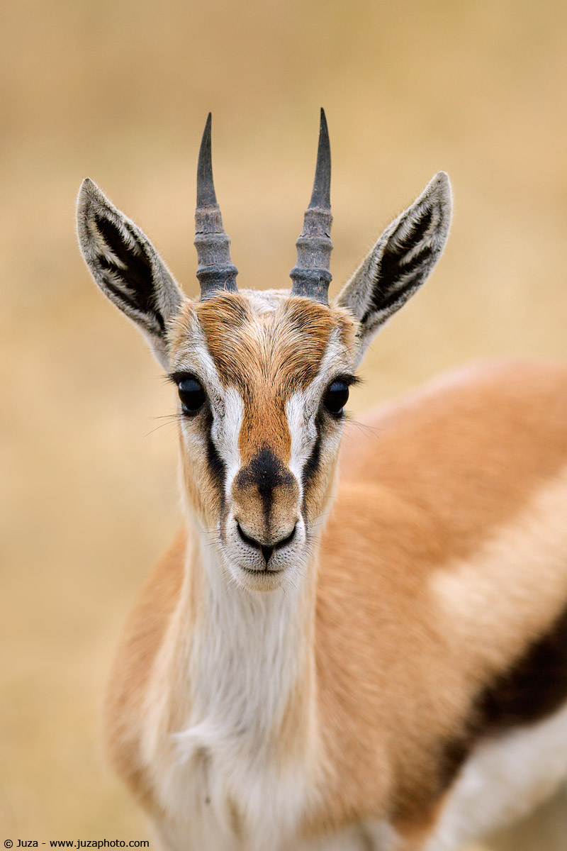 Gazella thomsoni (Thomson's gazelle), 008005...