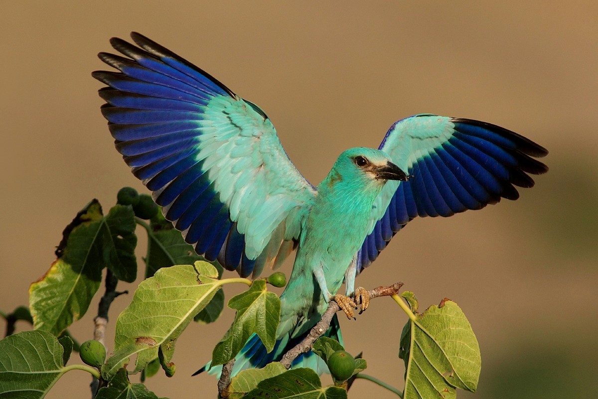 The greeting of the European roller more paparazzi....