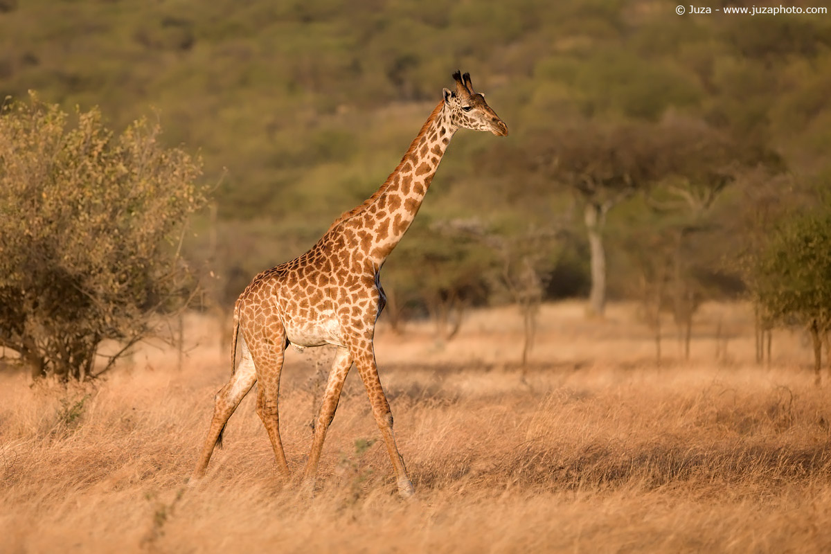 Giraffa camelopardalis (giraffe), 008204...