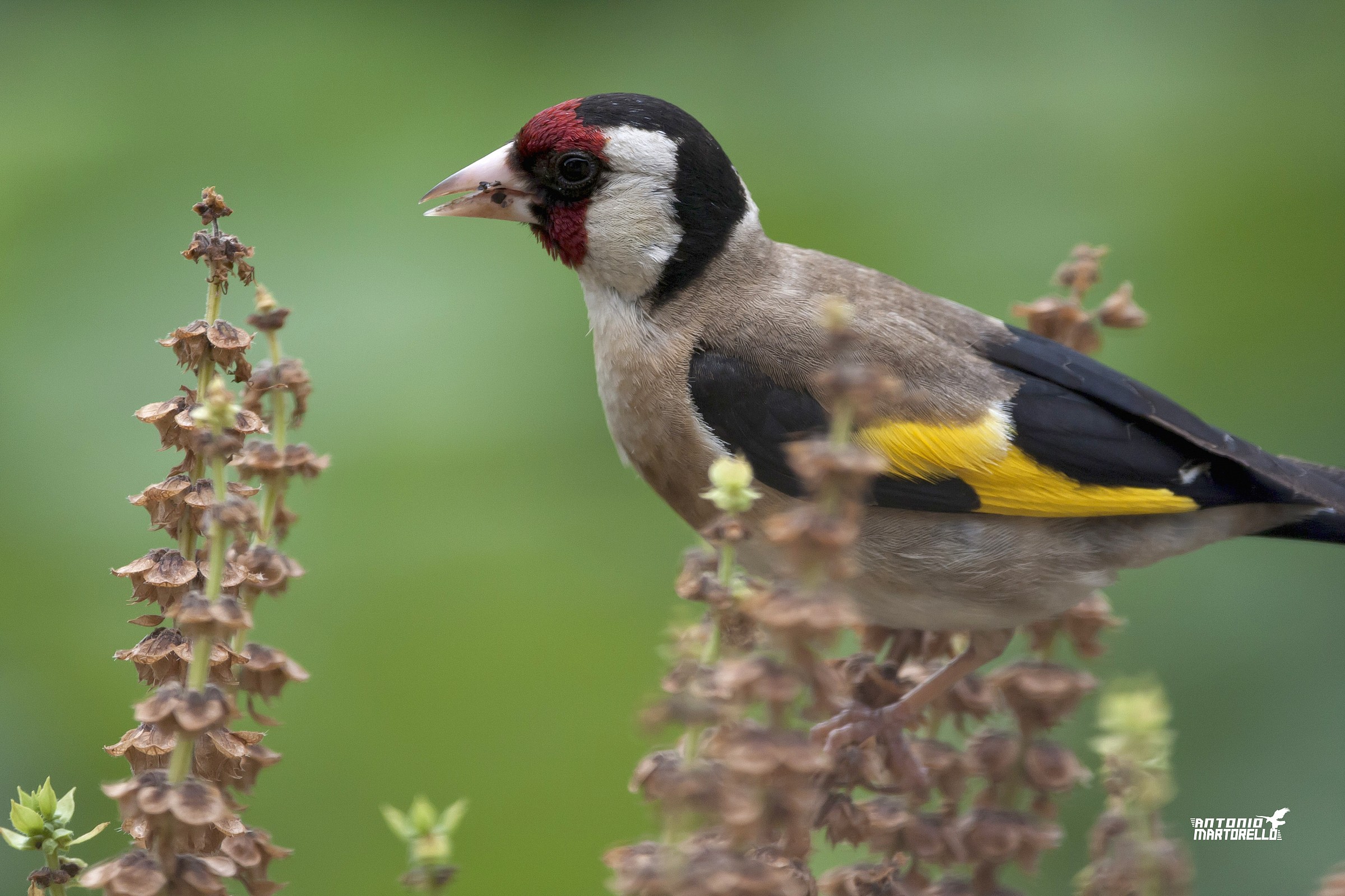 goldfinch...