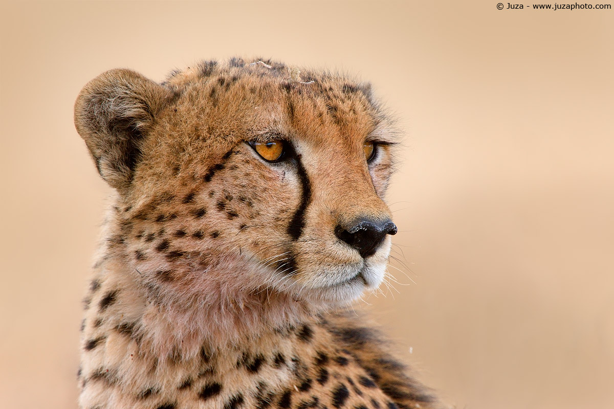 Acinonyx jubatus (Cheetah), 008299...