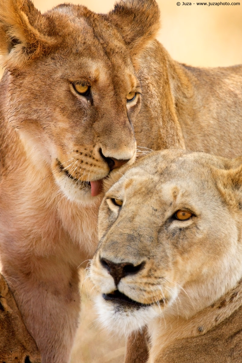 Panthera leo (Leone), 008335...