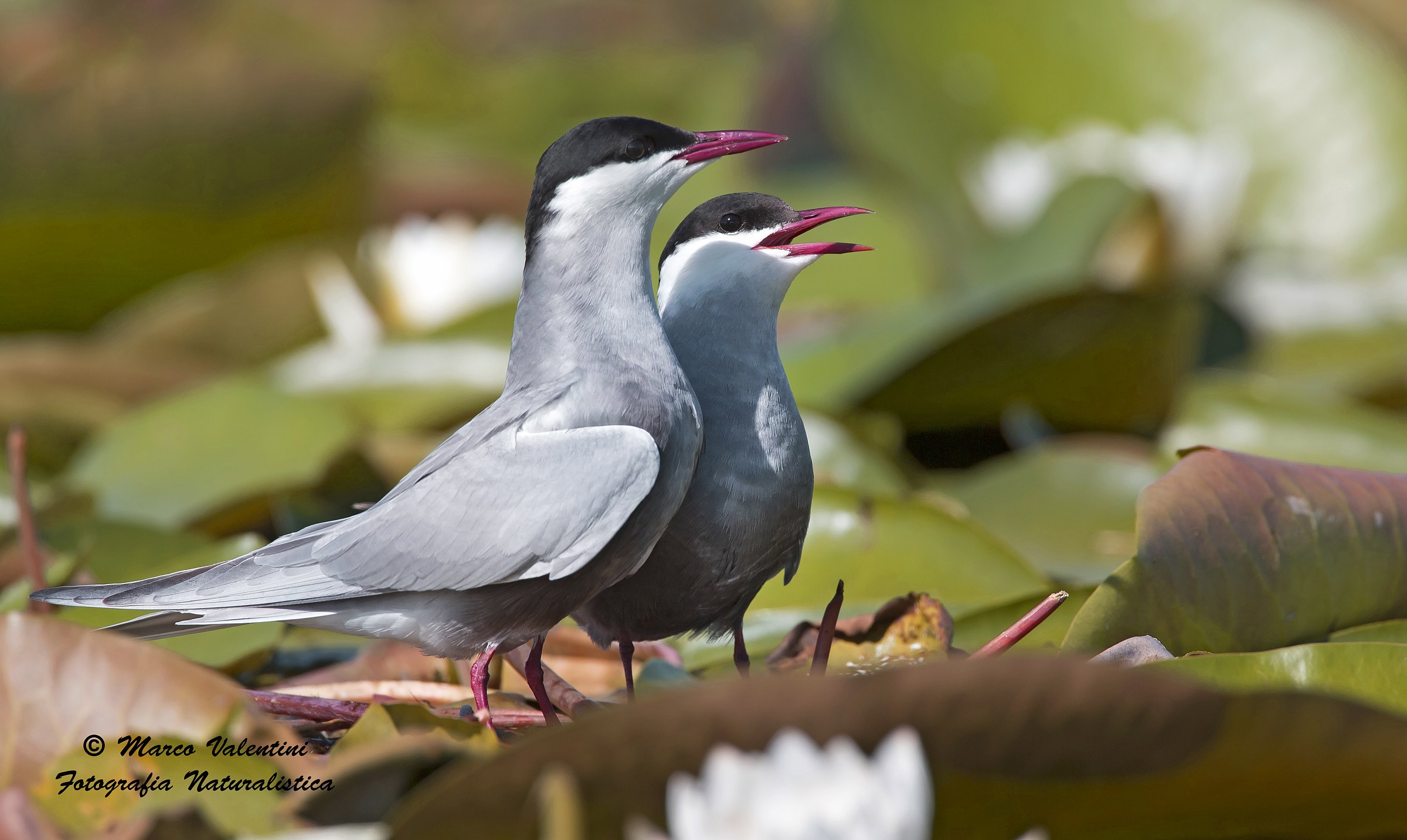 Duet...