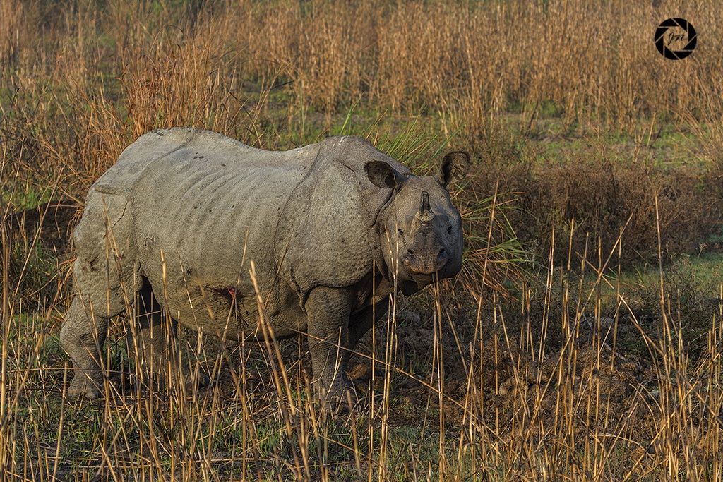 First sighting if the Indian One horned Rhino...