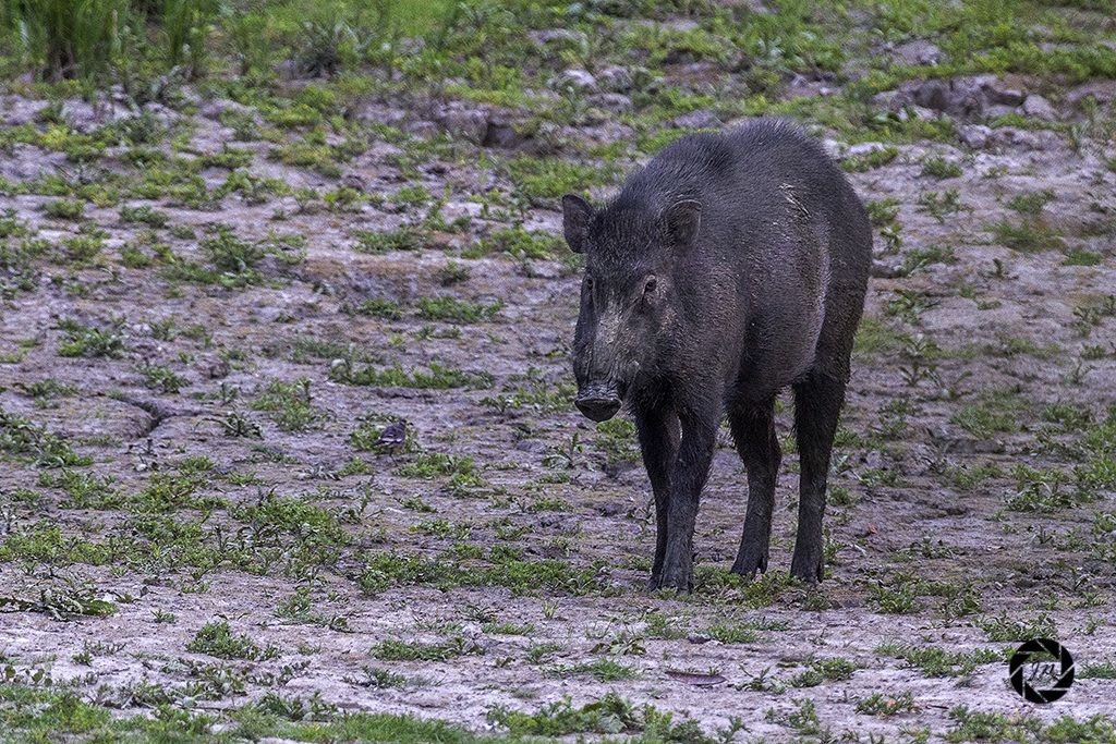 The wild boar...