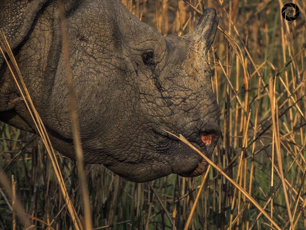 Un rinoceronte cornuto close-up...