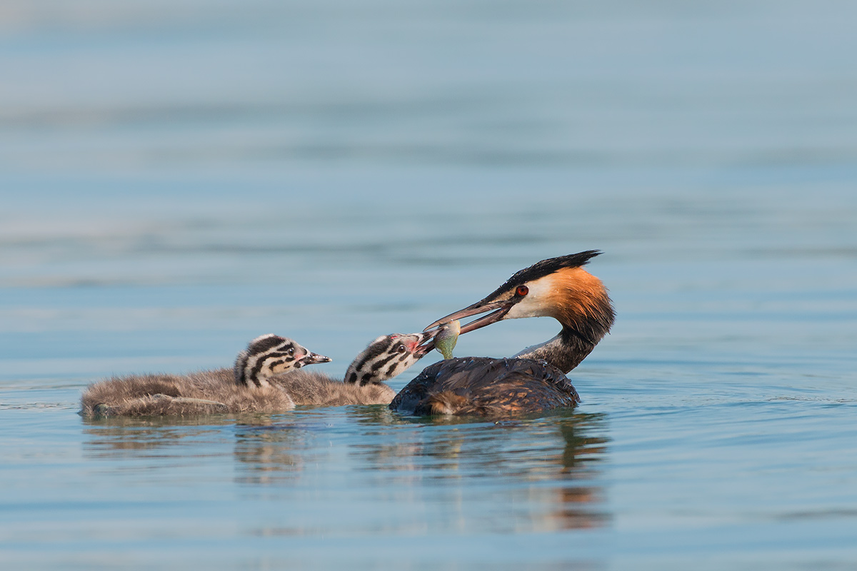 Little grebes grow .....