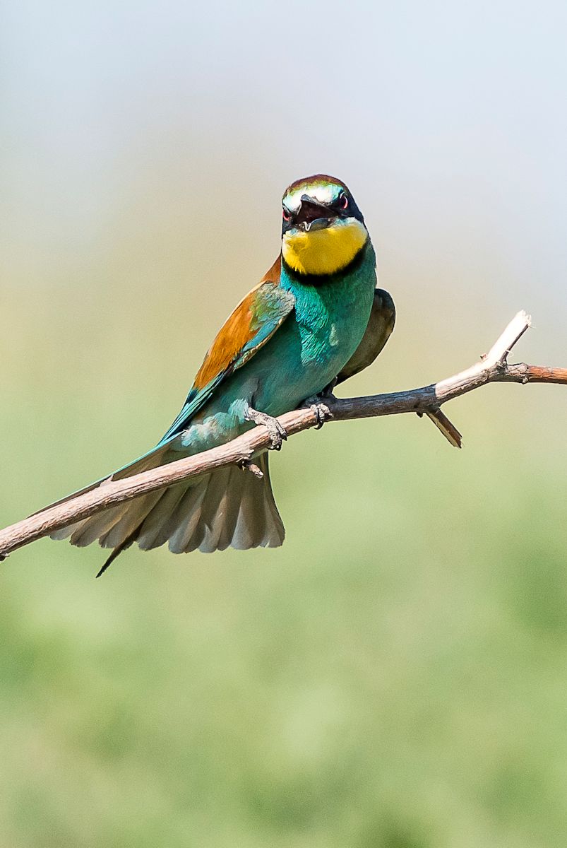 bee-eater...