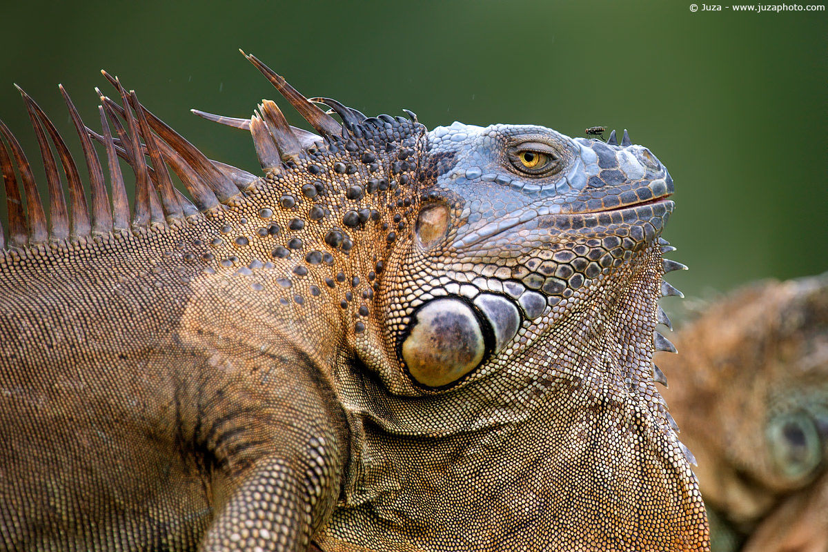 Iguana iguana (Iguana Green) 008883...