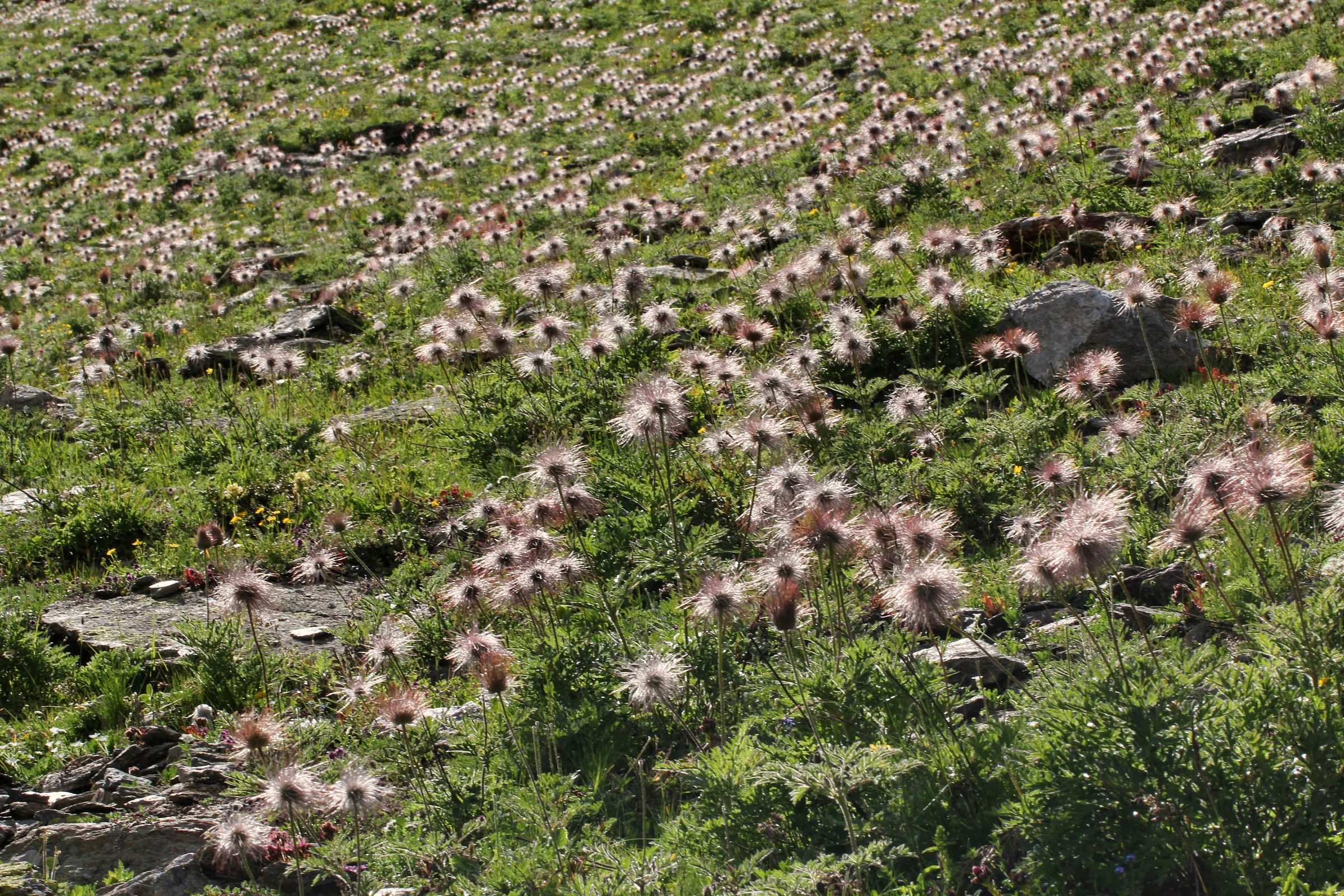 sea ??anemones...