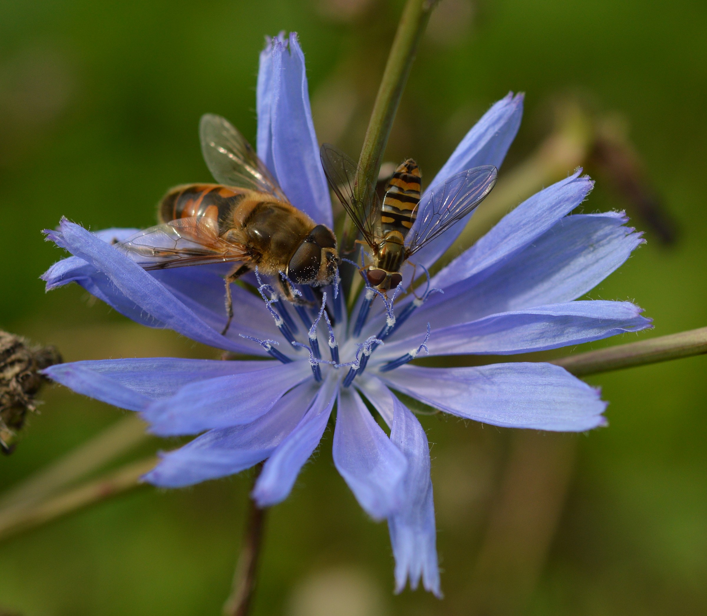 chicory with bees...