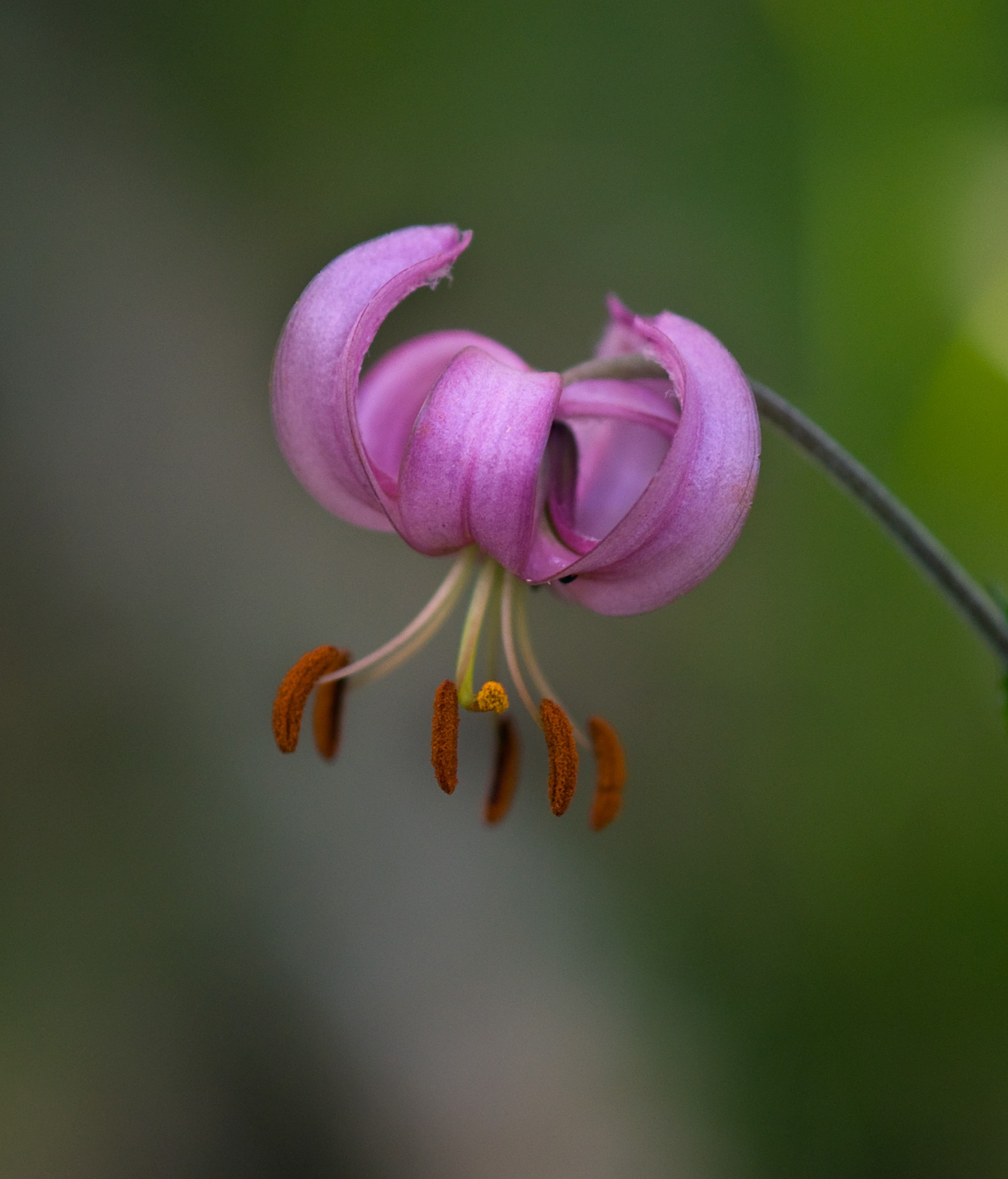 Giglio martagone (Lilium martagon)...