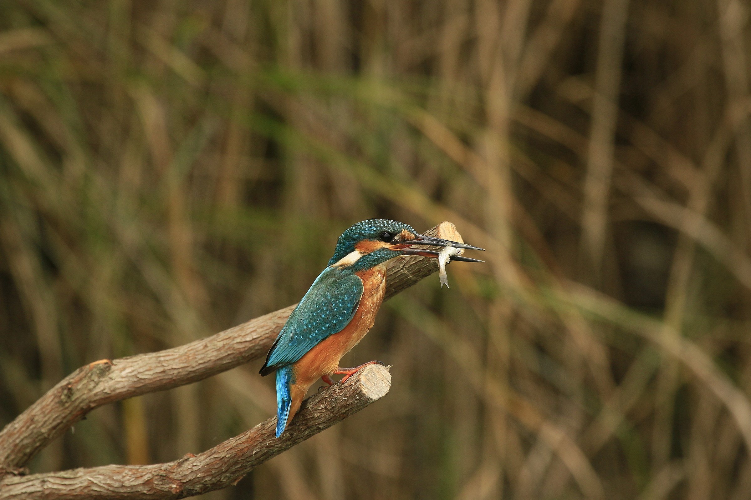 Kingfisher 2014: Prey...