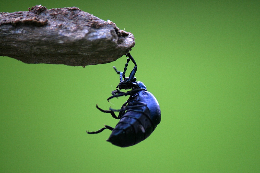 free climbing...