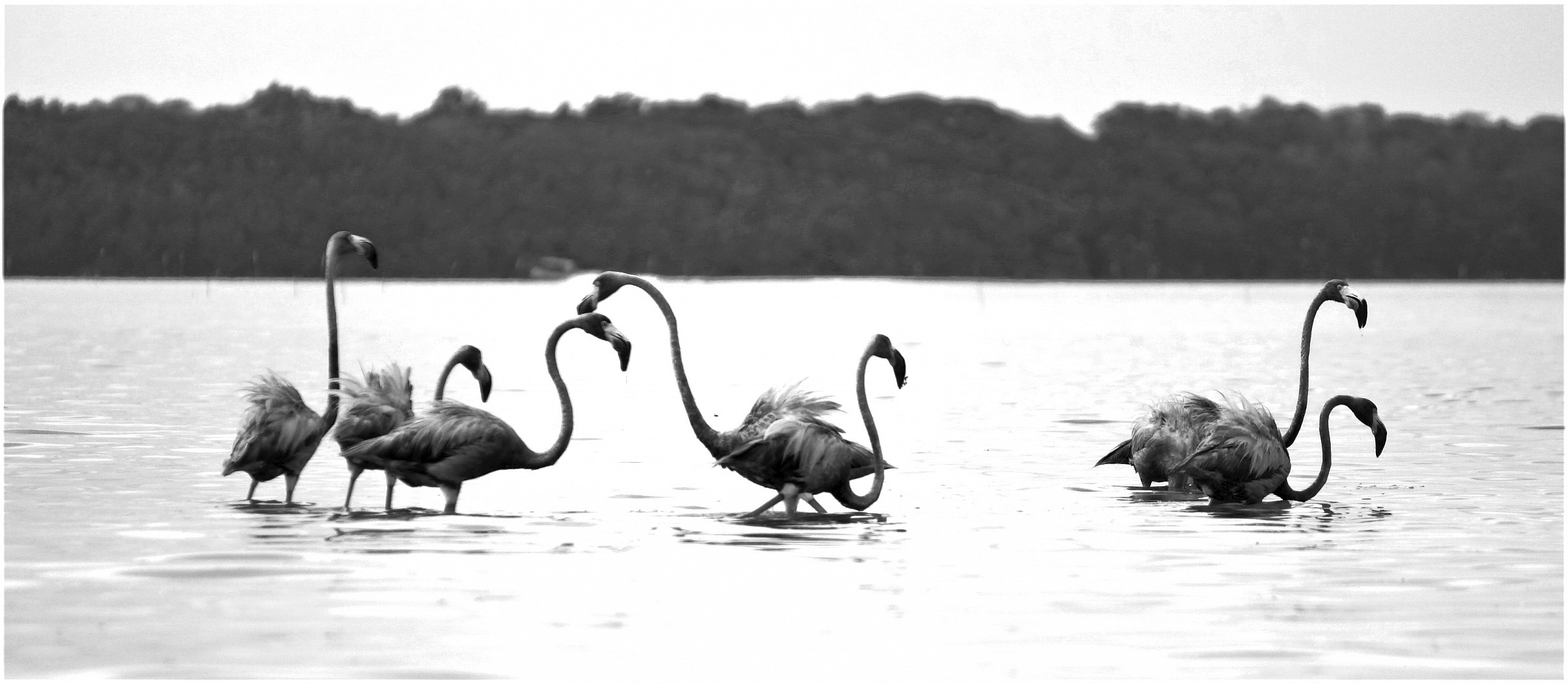Gray Flamingos of Celestun...