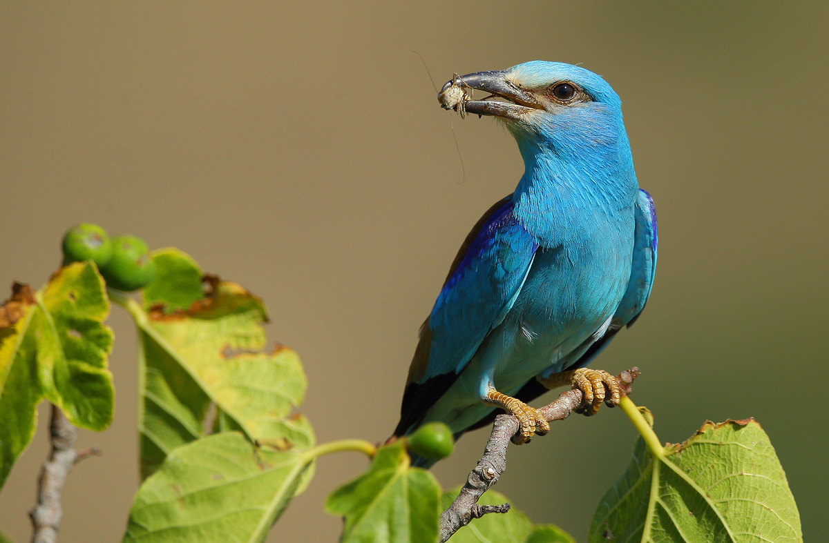 European Roller with prey...