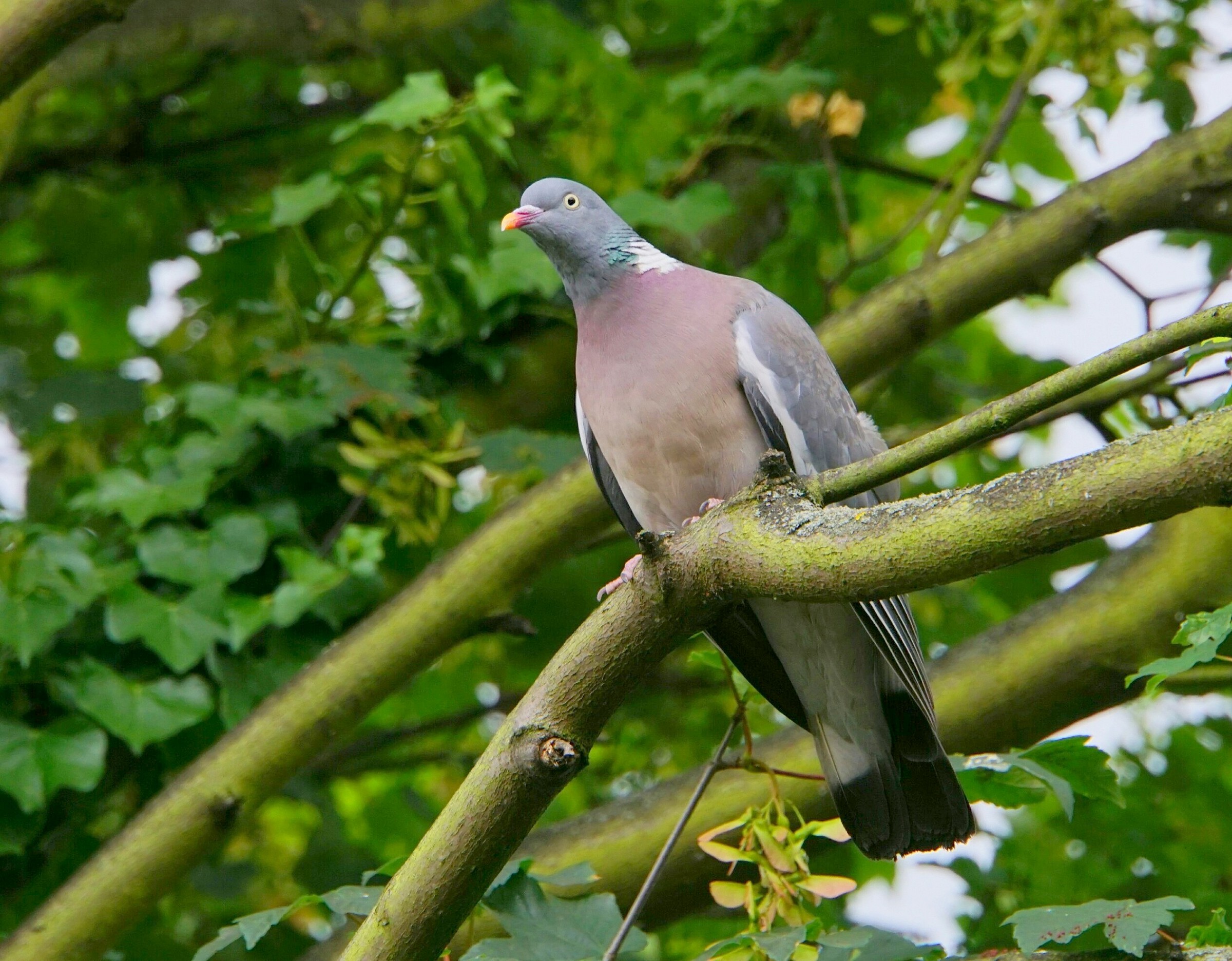 Wild pigeon 2...