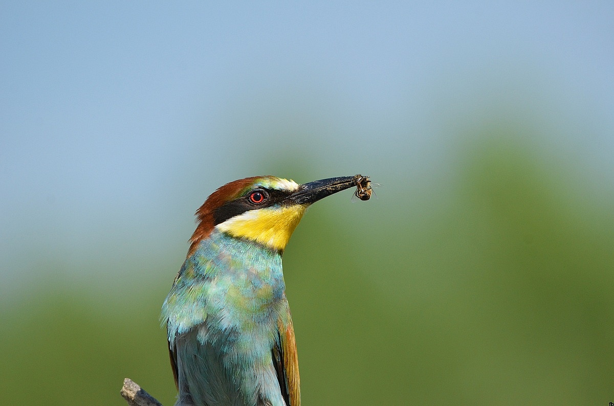 profiles of bee-eater...