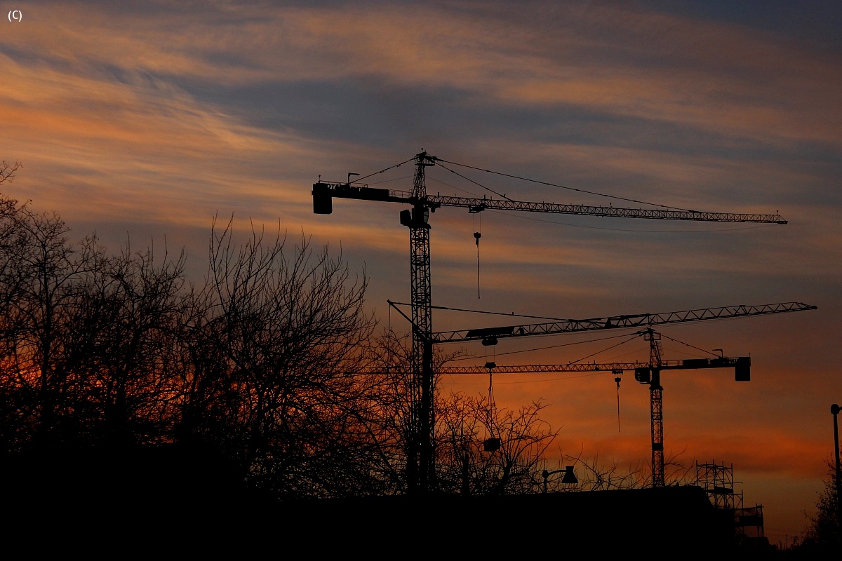 The dance of the cranes at dawn...